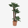 Flower Pot