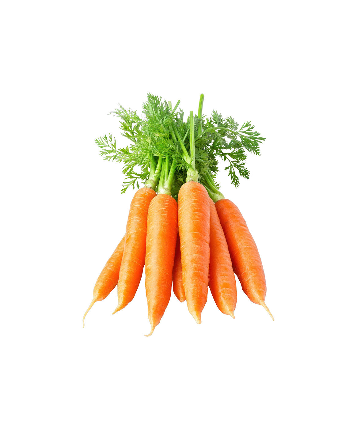 Organic Fresh Carrots 1 lb