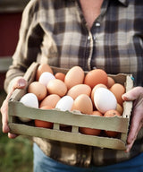 Farm Fresh Eggs (12)