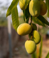 Organic Fresh Mangoes 1kg